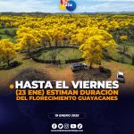 Florecimiento de Guayacanes está previsto su auge hasta el 23 de enero.