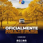 Florecimiento de Guayacanes iniciará este 17 de enero del 2025.