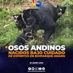 Osos andinos nacieron en Bioparque Amaru