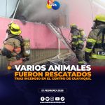 Animalitos fueron rescatados tras 1nc3nd10 en GYE