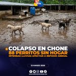 Temporada invernal provocó inundaciones en albergue de perros en Chone