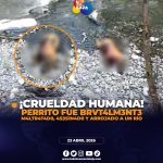 Indignación en Loja: perrito fue 4s3s1n4do y abandonado cerca de un río.