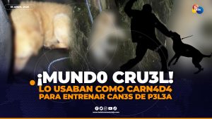 Un perrito habría sido utilizado como carnada para entrenar a otros canes de p3l34.