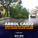 Árbol caído genera congestión vehicular en la Av. Manuel Agustín Aguirre de Loja.