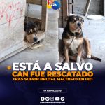 Can fue rescatado en Quito.