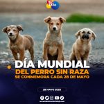 Hoy se conmemora el Día Mundial del Perro Sin Raza y se impulsa la adopción responsable
