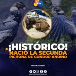 El Bioparque Amaru celebra la llegada de la segunda pichona de cóndor andino.