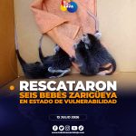 Seis crías de zarigüeya reciben atención veterinaria tras ser rescatadas por la UPMA en Loja