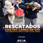 Canes rescatados durante operativo contra la venta ilegal de animales en Quito.