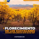 FLORECIMIENTO DE LOS GUAYACANES EN MANGAHURCO ALCANZARÍA SU MÁXIMO ESPLENDOR DESDE ESTE 30 DE SEPTIEMBRE