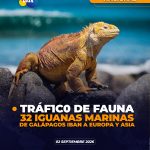 32 iguanas marinas de Galápagos fueron encontradas ocultas en equipaje en el aeropuerto de Quito