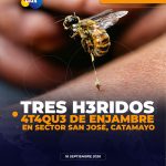 Personas heridas tras ataque de enjambre en Catamayo