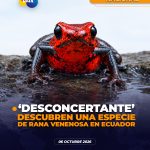 Encuentran nueva especie de rana venenosa en Ecuador