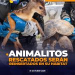 Animales serán reinsertados en su hábitat